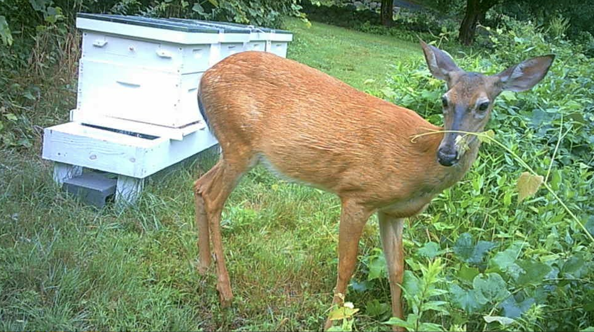 A deer standing in the grass beside a white beehive