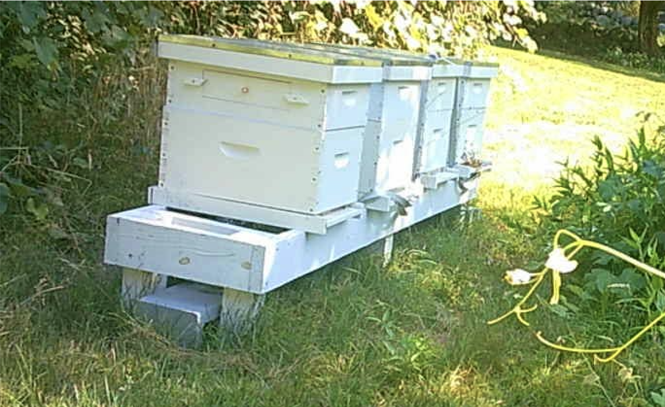 A row of pale blue beehives sitting in sunlit grass